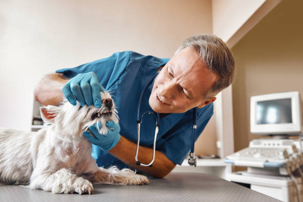 Best Emergency Root Canal Treatment in Mamou, LA